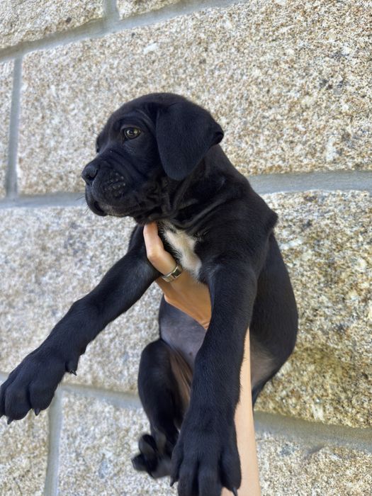 Cadela Cane Corso c/ pedigree para venda