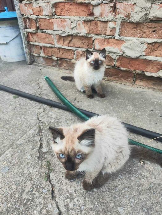 Коти ,Невськая маскарадна