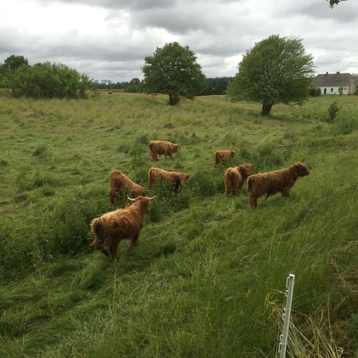Krowy cielaki jalowki Highland