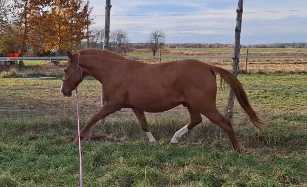 Quarter Pony Wałach, 3 lat