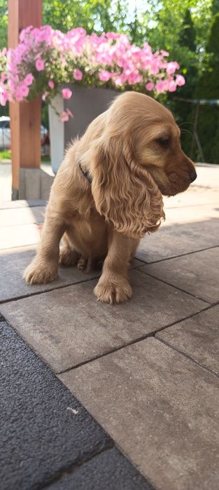 Cocker Spaniel Angielski