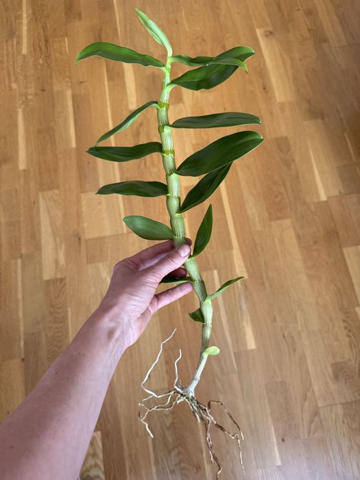 Продам Дендробіум