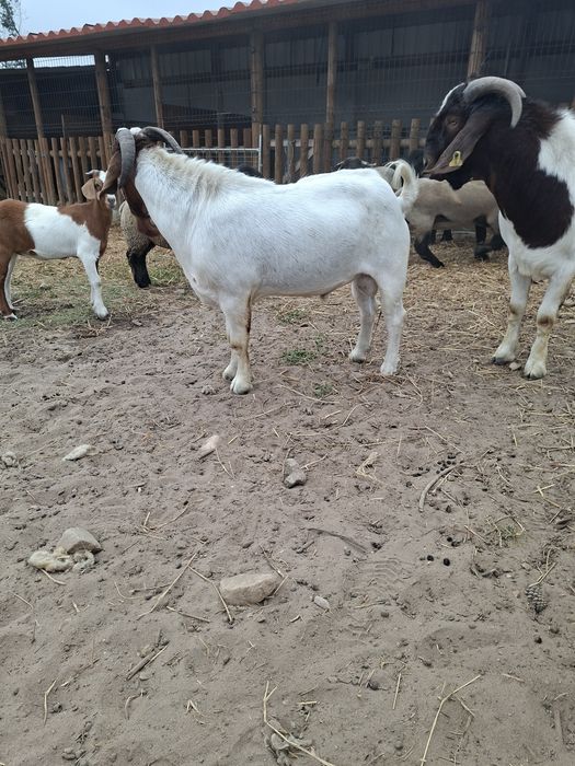 Macho Boer Adulto (com pedigree)