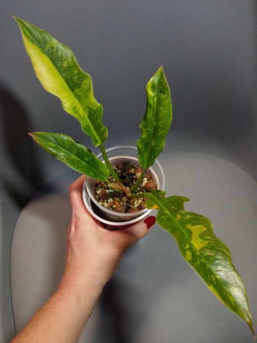 Philodendron Ring Of Fire