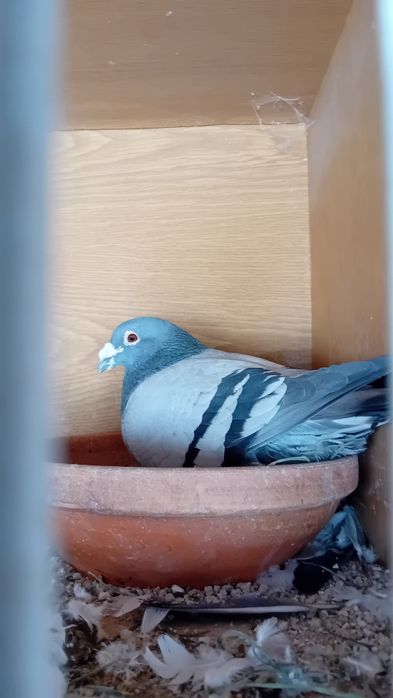 Vendo pombos correios baratos