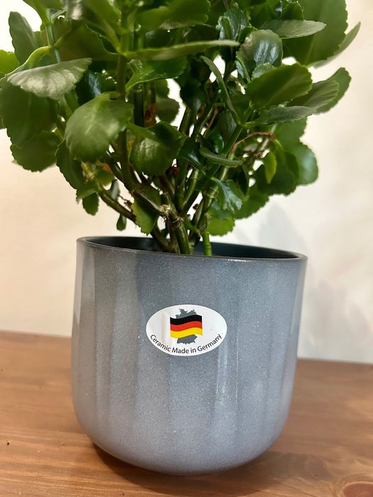 Planta flor dobrada | kalanchoe blossfeldiana + vaso cerâmica