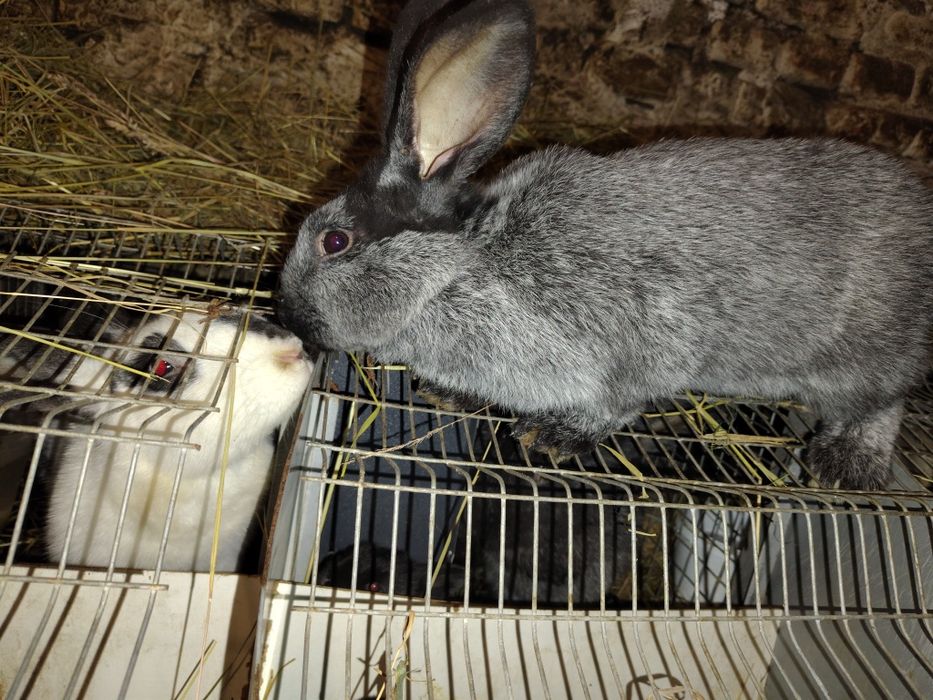 Кролики кролі,самець Полтавське срібло