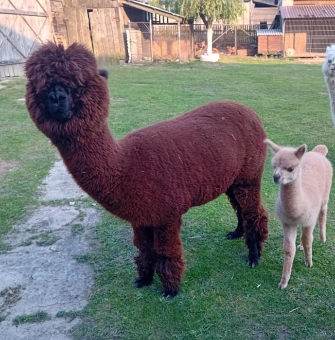 Sprzedam samicę alpaki
