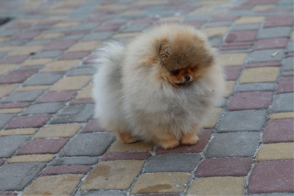 Красоточка помераночка