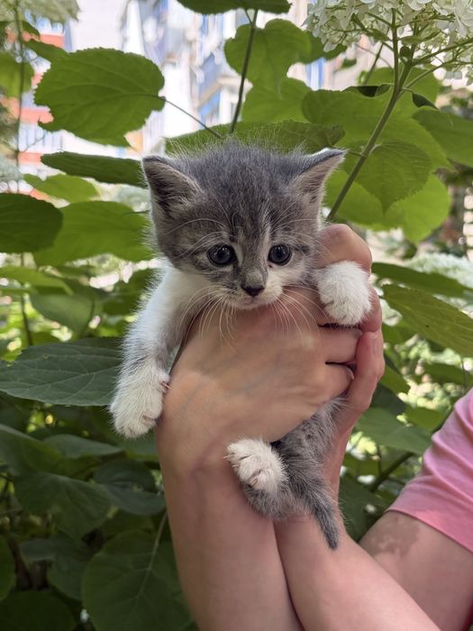 Кошеня дівчинка в добрі руки