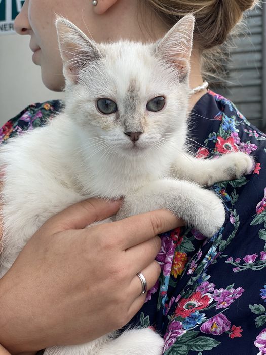 тваринки муркотунчики безкоштовно