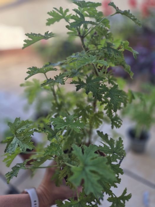 Geranium / anginka