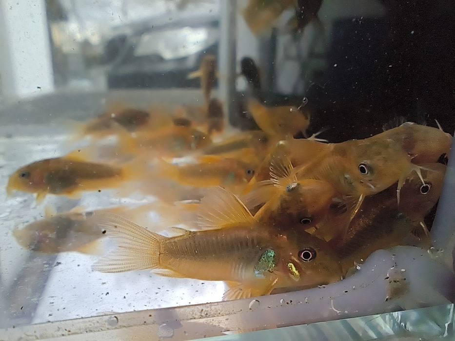 Kirysek Orange laser, CW 010