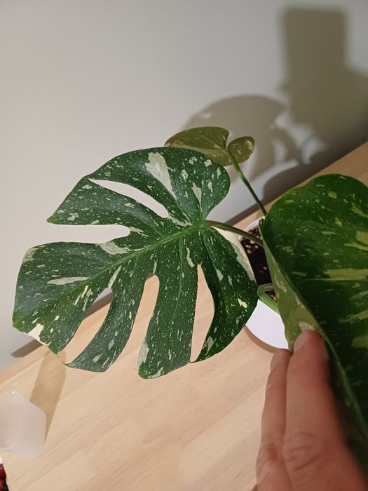 Monstera Thai Constellation