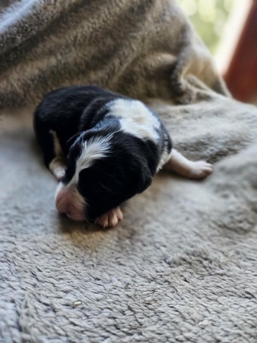 Suczka Border Collie ZKwP FCI czarno biała