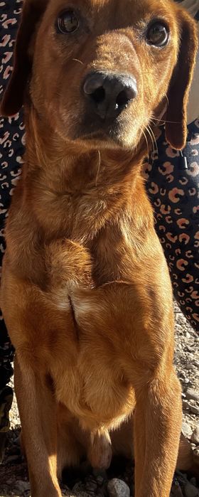 Pies piesek mieszaniec