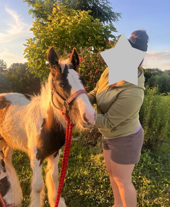 Ogierek Gypsy Cob - Tinker