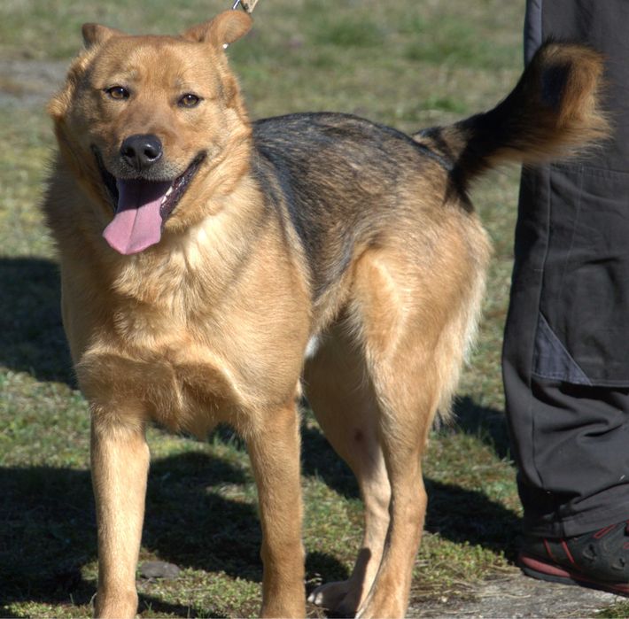 Izydor - pies do adopcji