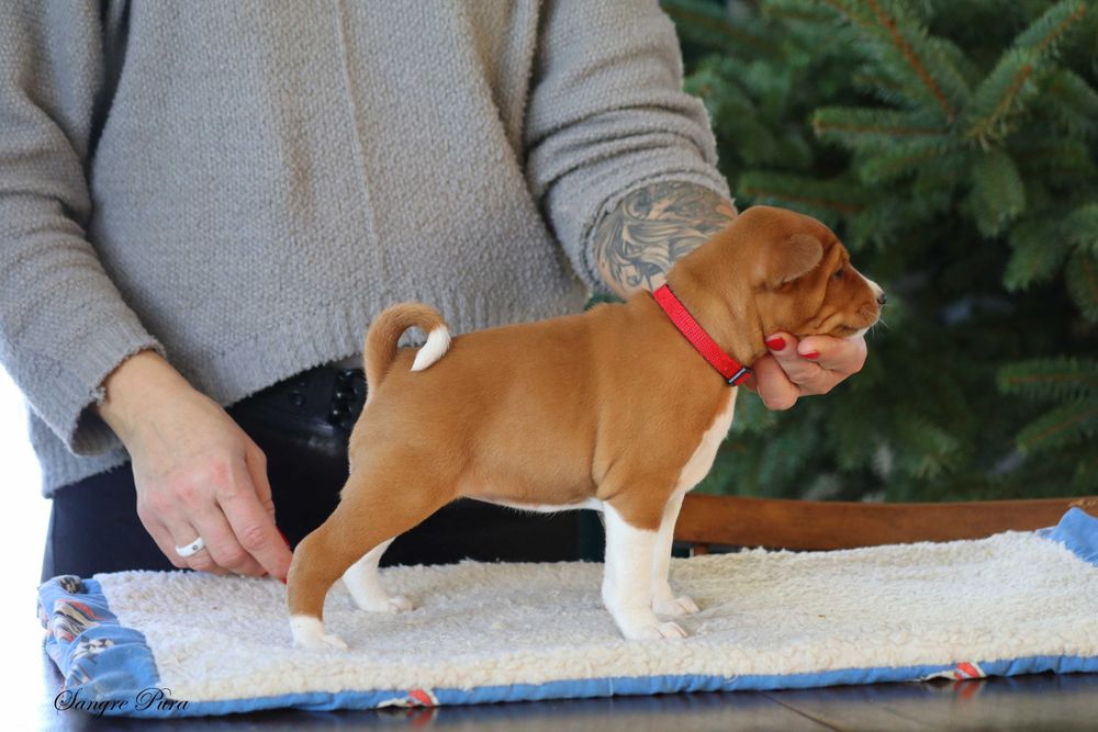 Piękna Suczka Basenji