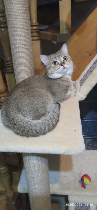 В'язка, Шотландський котик.