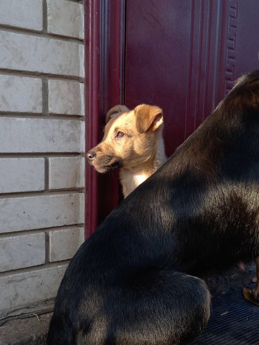 Віддамо цуценят в добрі руки.  Безкоштовно.

Цуценята грайливі, зовсім