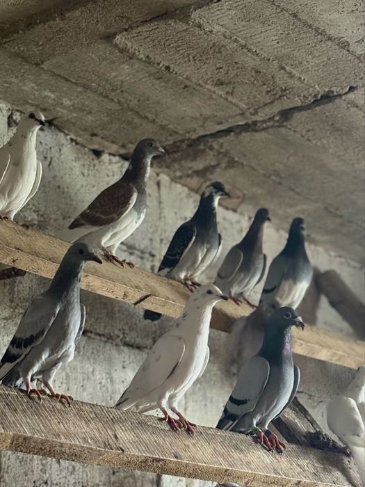 gołębie różne rodzaje