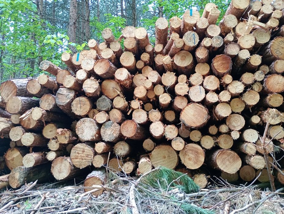 Stęple budowlane słupki drewniane żerdzie