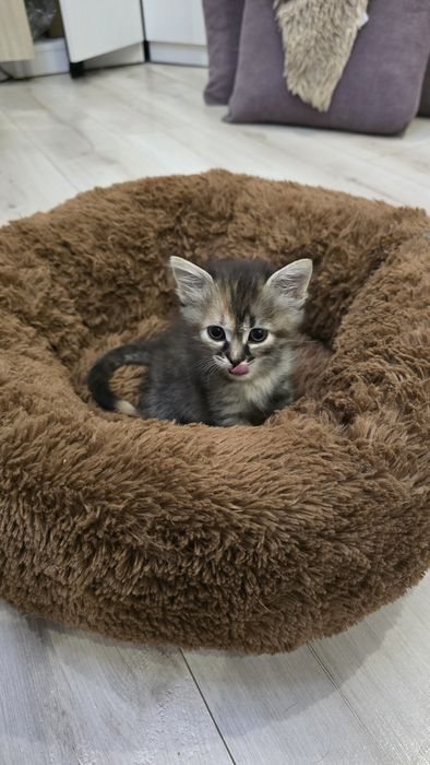 Отдам красивых котят в хорошие руки