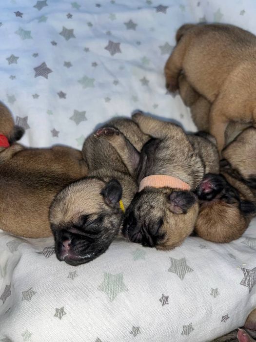 Мопсы малыши 5 мальчиков 3 девочки