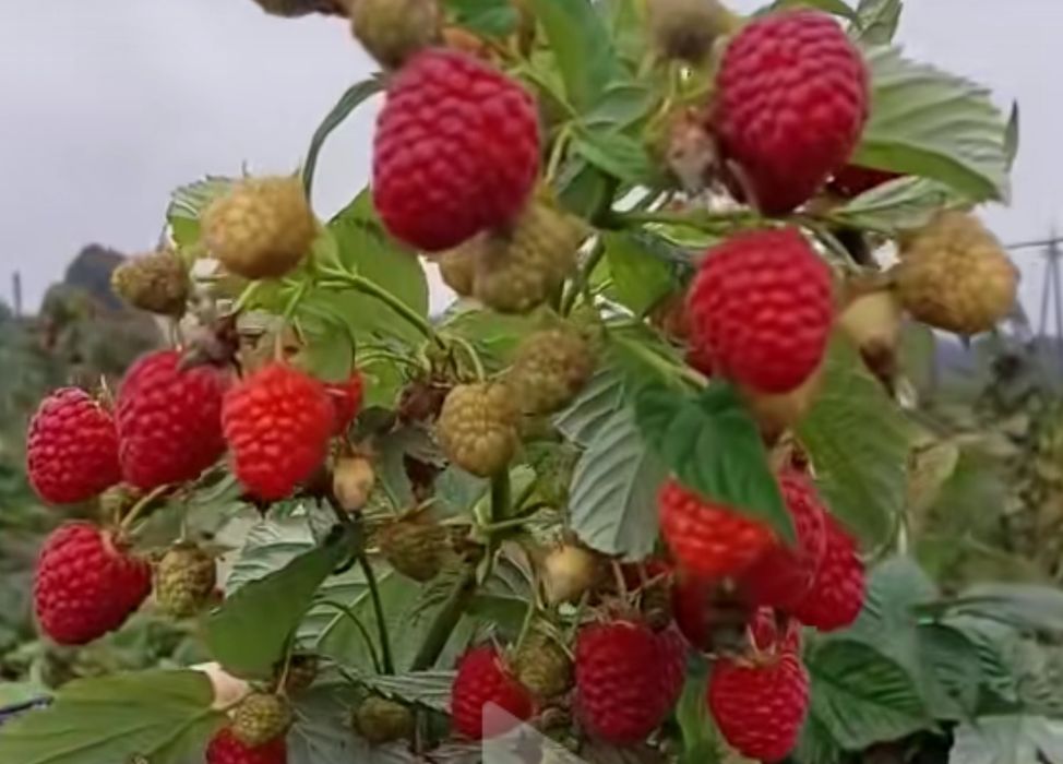 До вашої уваги саджанці полани