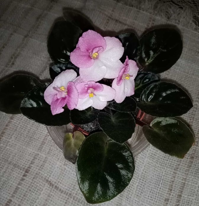 Фиалка, сенполия