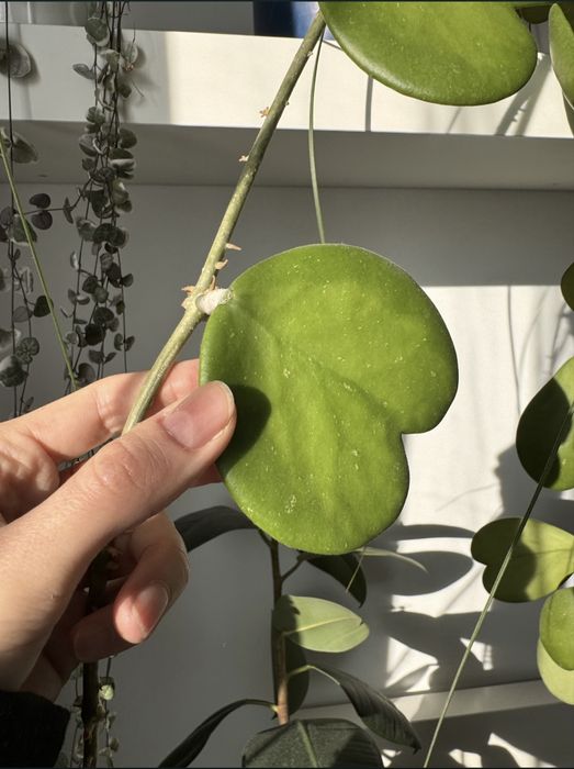 Hoya kerri 'Variegata Reverse' ('Reverse Variegated')  szczepka