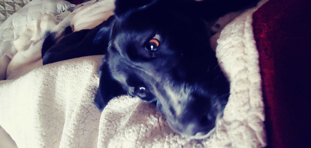 Cudowna sunia do adopcji