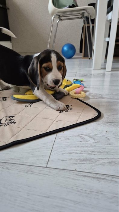 Beagle tricolor Snicers
