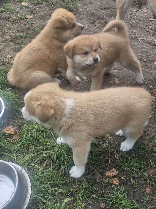 Akita inu pieski i sunie
