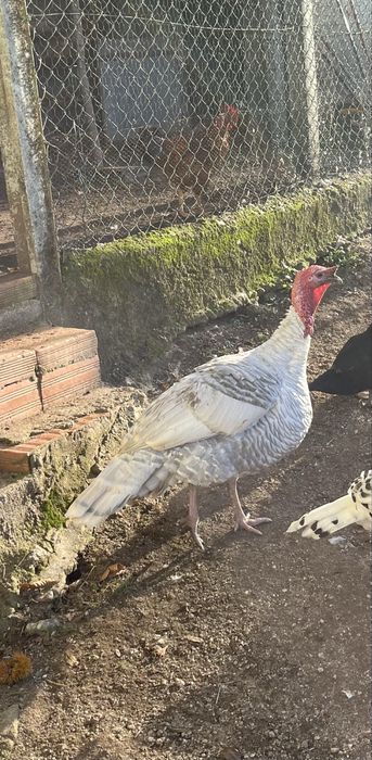Perú macho adulto
