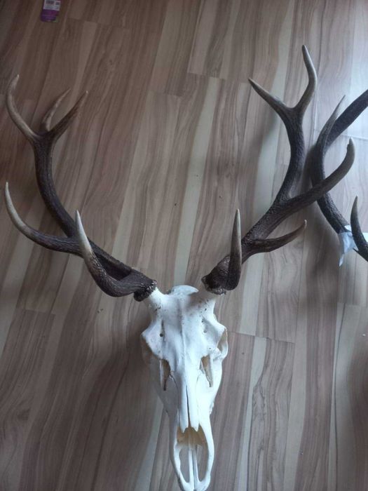 Poroże na sprzedaż