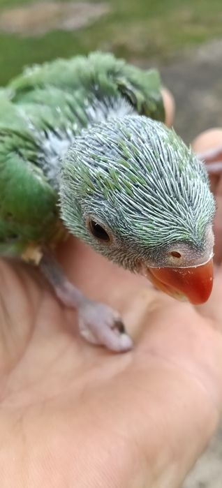 Ring necks verdes para criar á mão