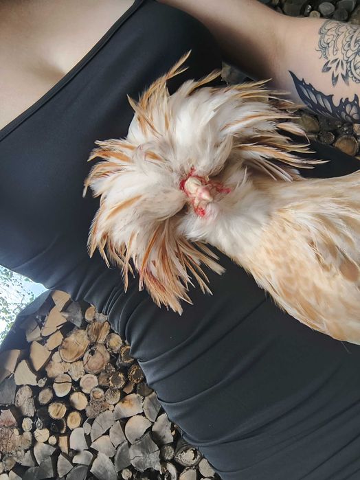 Kogut Czubatki Paderewskiej brodatej