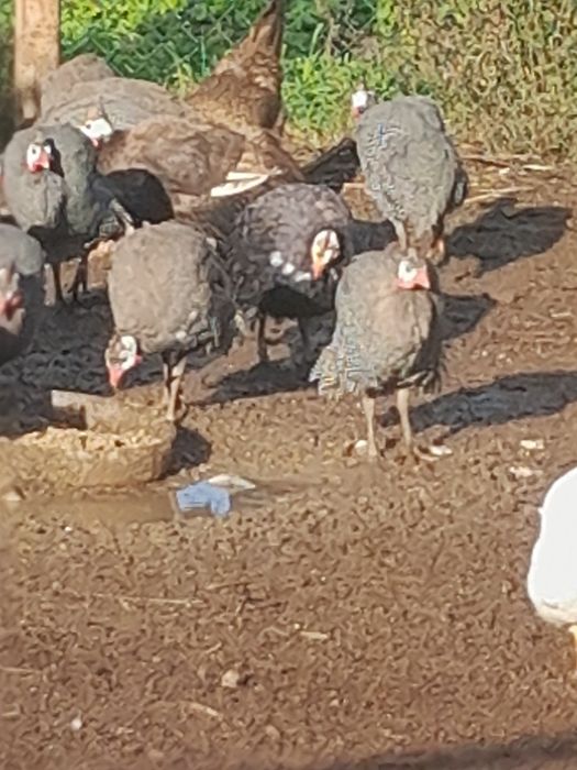 Perlice  2024 sprzedam