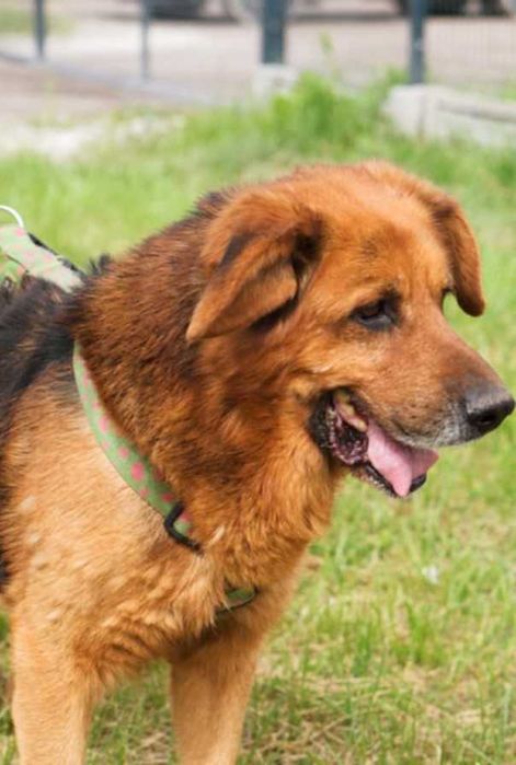 Bary – kochany i spokojny stróż