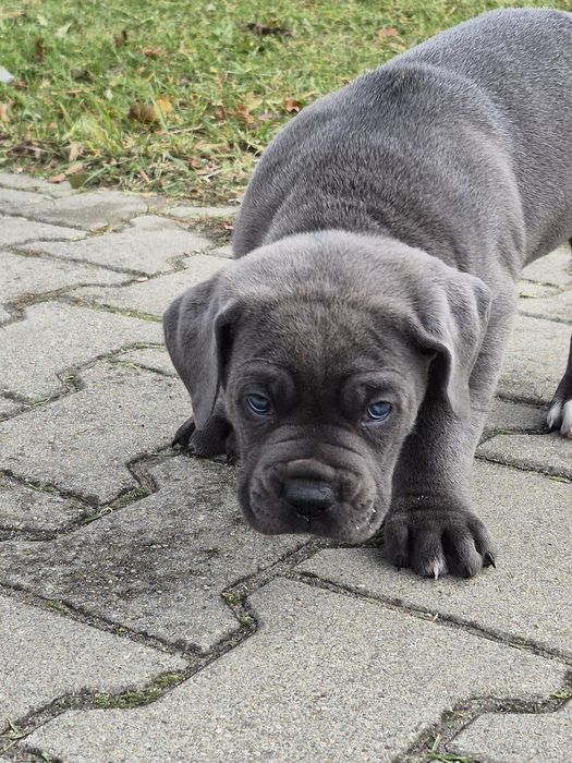 Szary Blue Cane Corso Italiano szczeniak Rodowód mocni rodzice