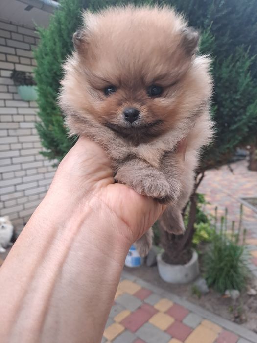 Продам померанского шпица
