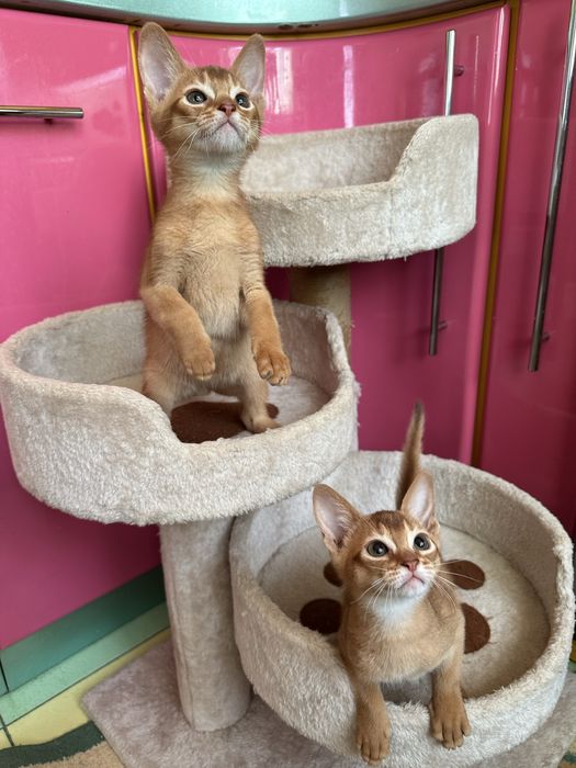 Чистокровные Абиссинские Котята