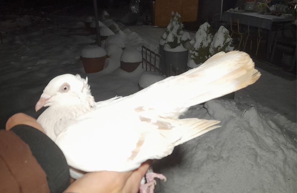 Sprzedam gołebia żałobnego wylota