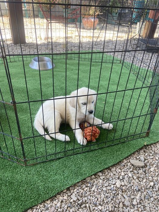 Golden retriever femea
