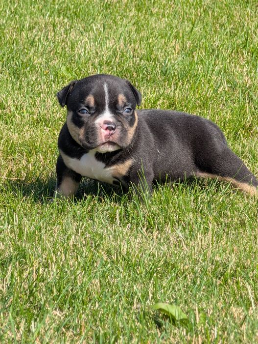American bully pocket