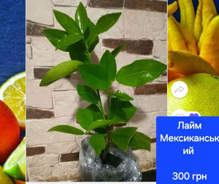 Лимон , мандарин, лайм , кумкват, апельсин інше