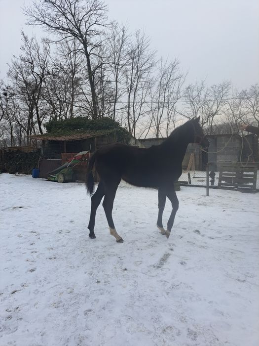 Sprzedam źrebice wielkopolską