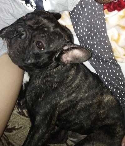 Французский бульдог вязка